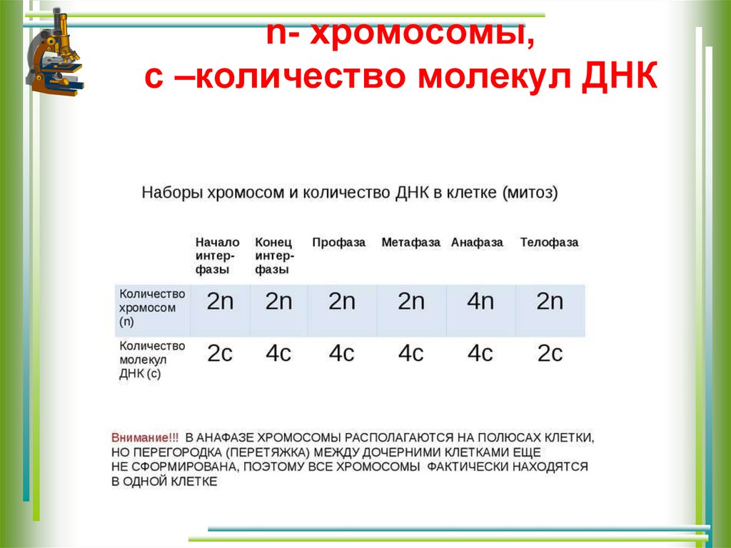 Определи число хромосом в клетках. Количество молекул ДНК. Количество ДНК при митозе. Количество хромосом и молекул ДНК. Кол-во хромосом *2= Кол-во ДНК.