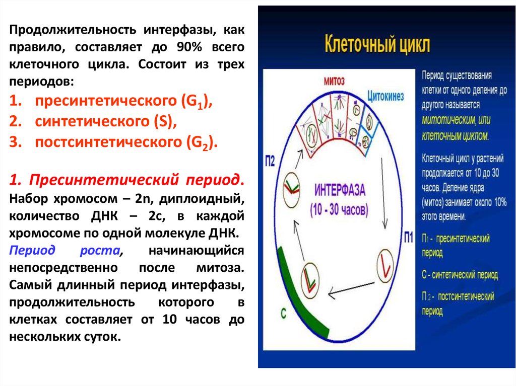 Клеточный цикл это интерфаза