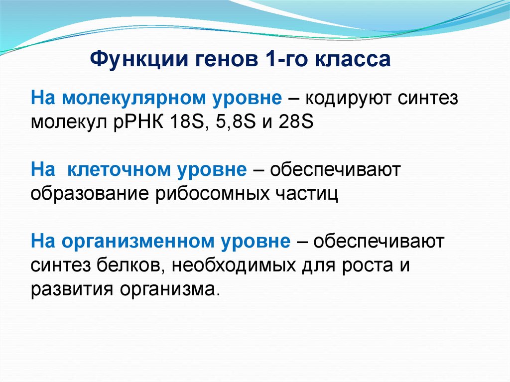 Ген кодирует синтез. Функции Гена. Функции генов. 18s и 28s РРНК. Структура генов i класса (гены, кодирующие РРНК).