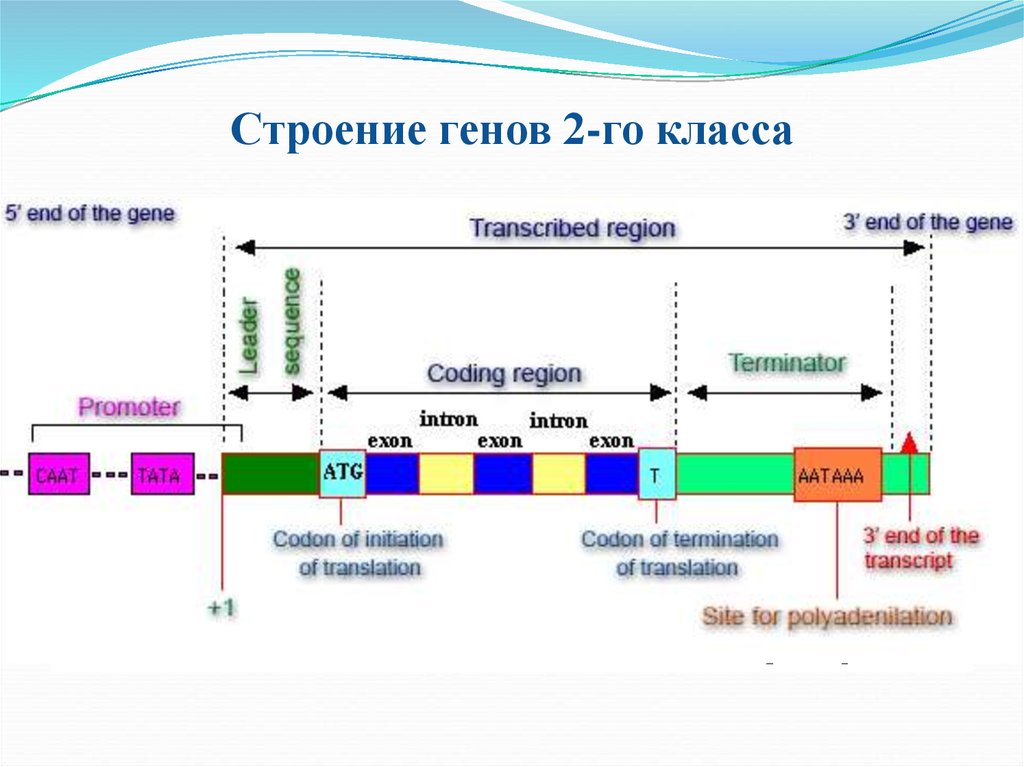 Изменение строения генов