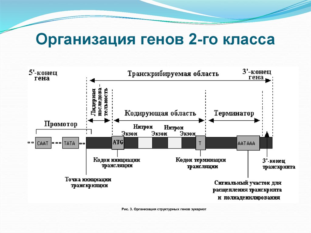 Ген строение гена. Гены класса 2 эукариот строение. Структура Гена 2 класса.