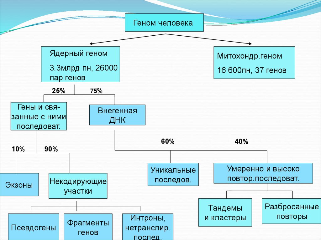 Составьте ген. Ядерный геном. Ядерный геном человека. Структура генов ядерного генома человека. Особенности структуры генома человека.