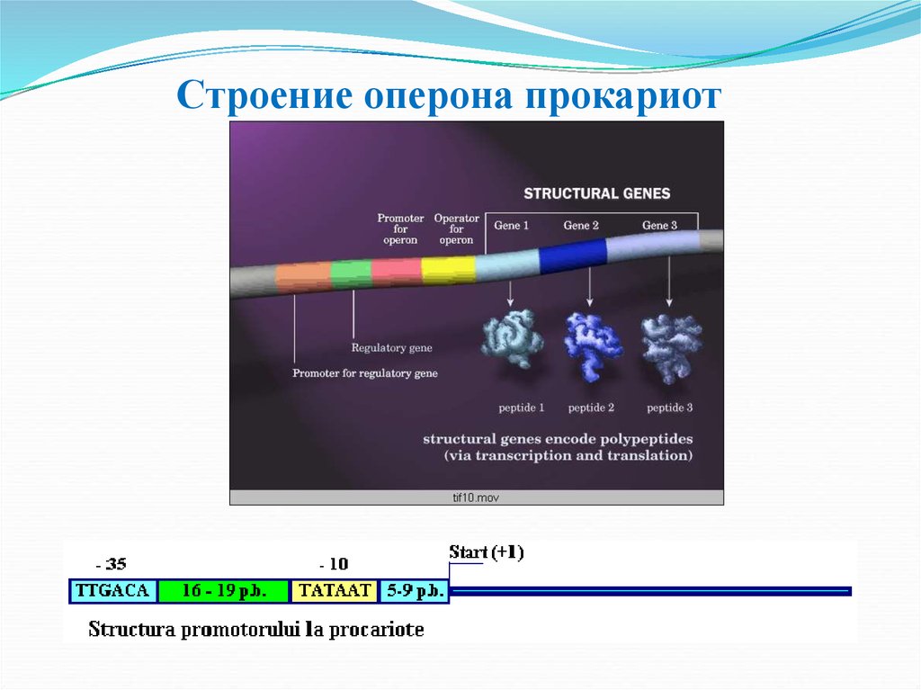 Ген геном презентация