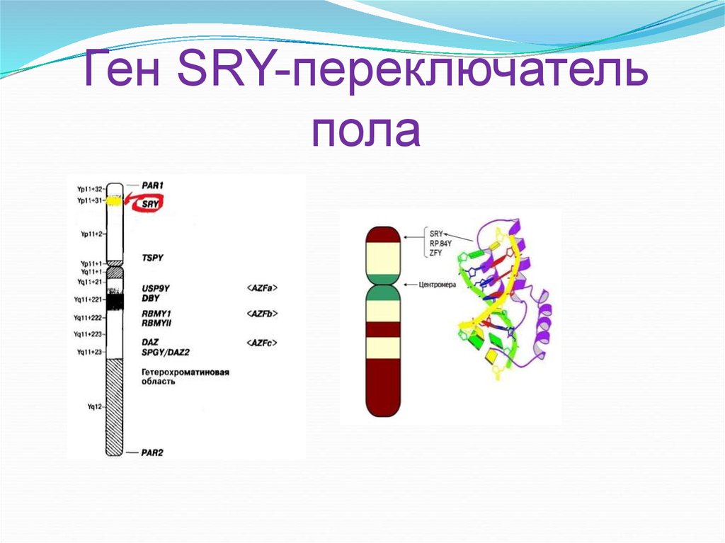 Ген геном презентация