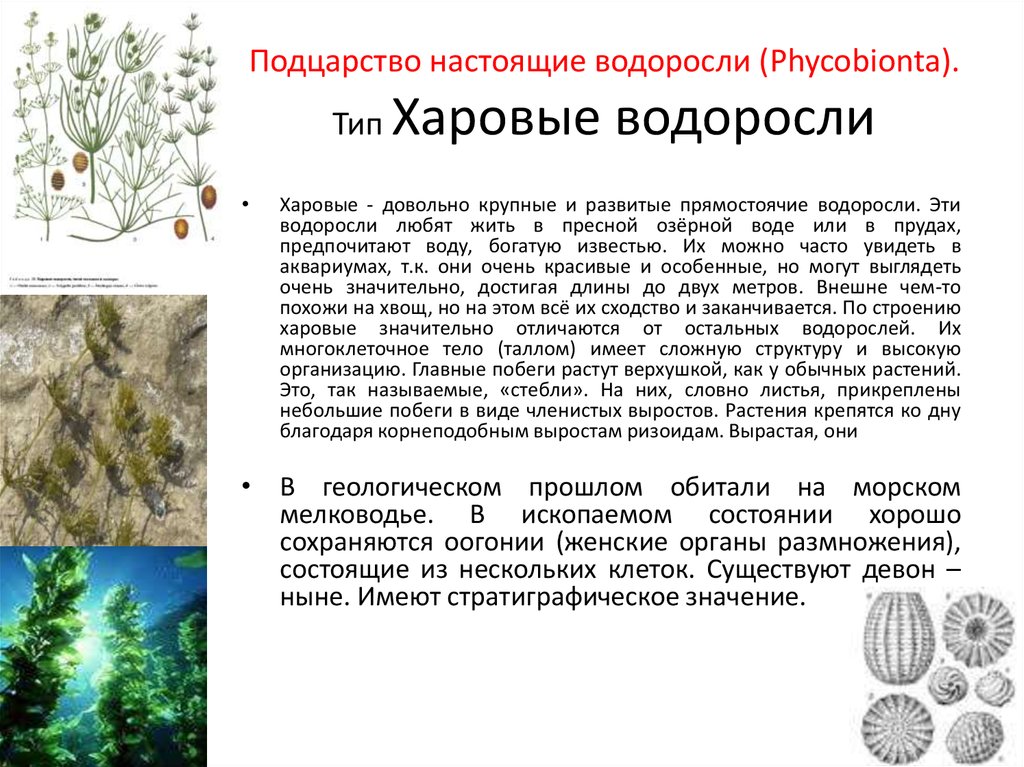 Риниофиты многоклеточные водоросли