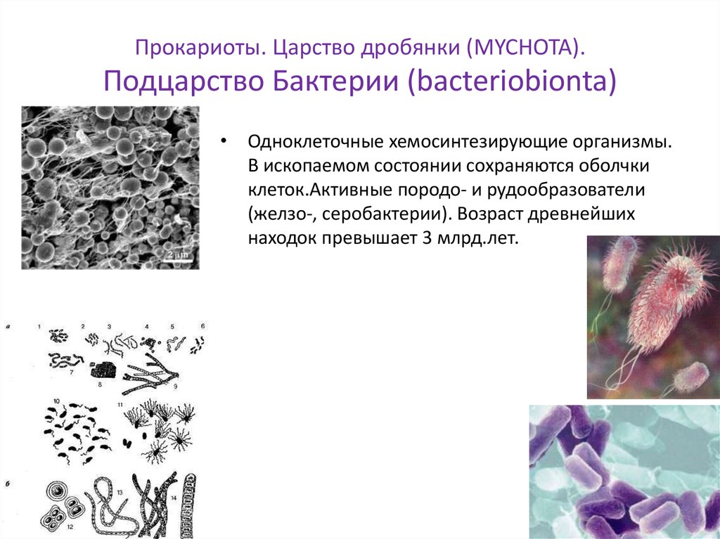 Три примера царства бактерий. Прокариоты царство дробянки. Царство дробянки архебактерии. Бактерии дробянки. Царство протоктисты дробянки.