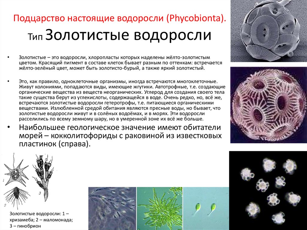 К какому царству подцарству типу относят изображенный на рисунке организм укажите название и роль