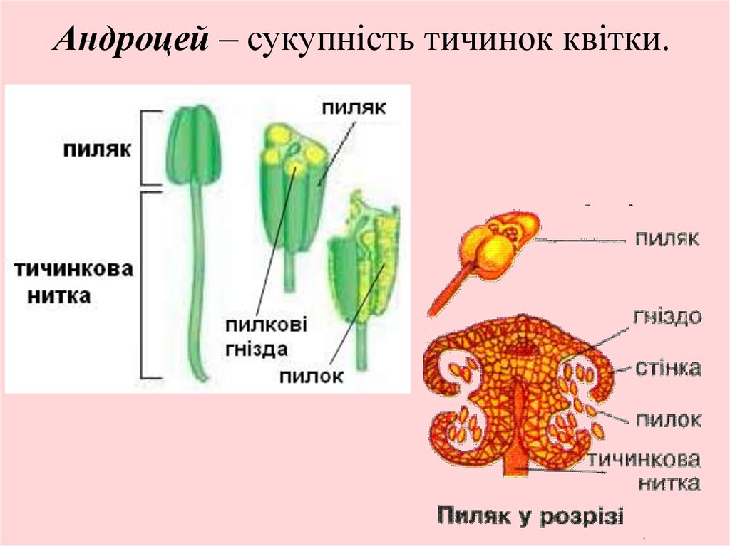 Какого строение тычинки. Андроцей. Строение пыльника.