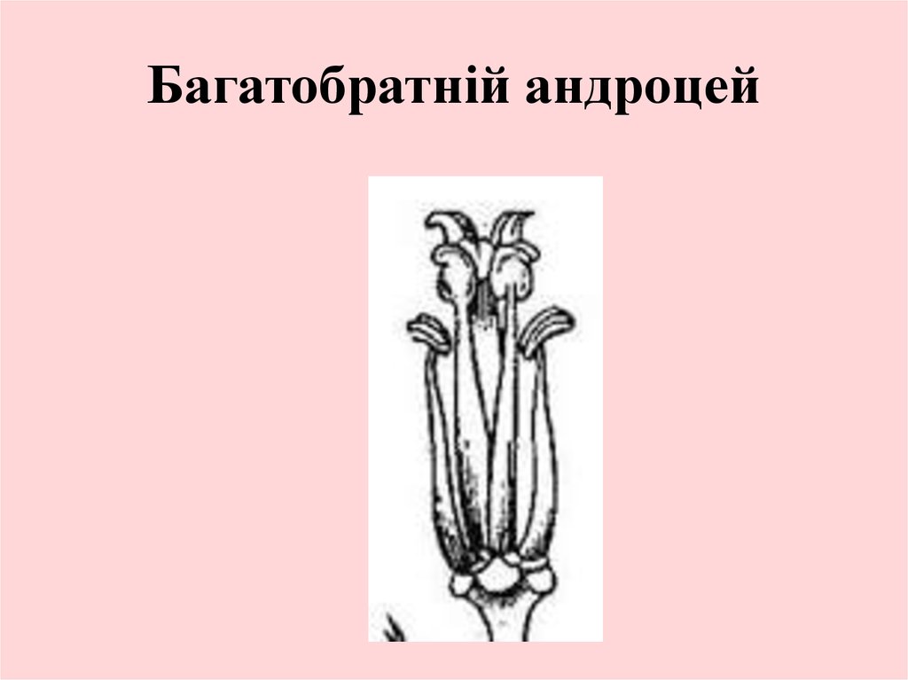 Андроцей. Однобратственный андроцей. Андроцей Житняков. Андроцей однобратственный двубратственный многобратственный. Андроцей люпина.