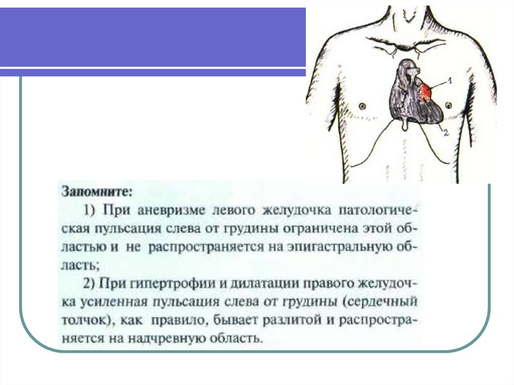 Пальпация сердца презентация