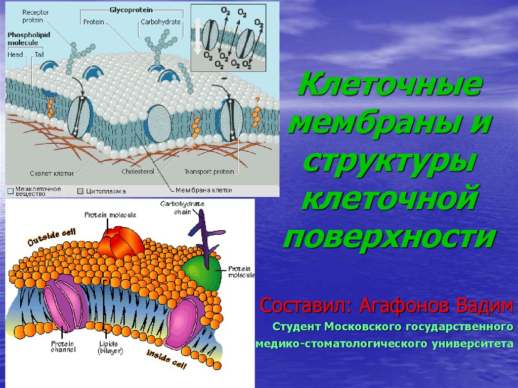 Поверхности клетки. Структуры клнточный поверхности. Клеточная мембрана. Поверхность мембраны клетки. Мембрана клетки презентаци.