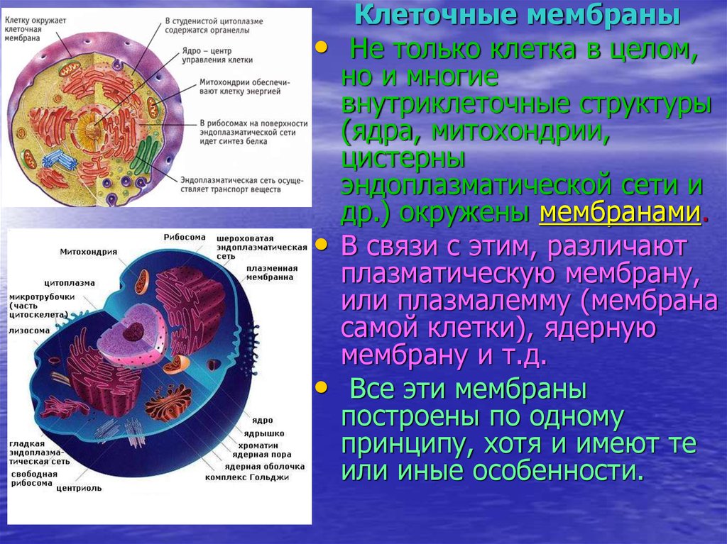 Ядро клетки окружено