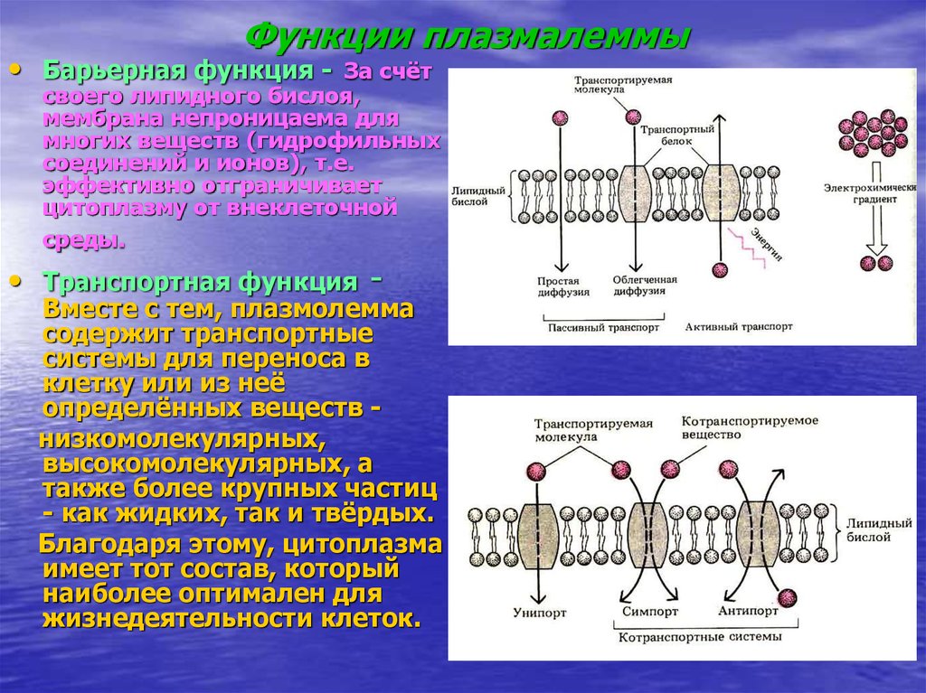 Плазмолемма строение и функции