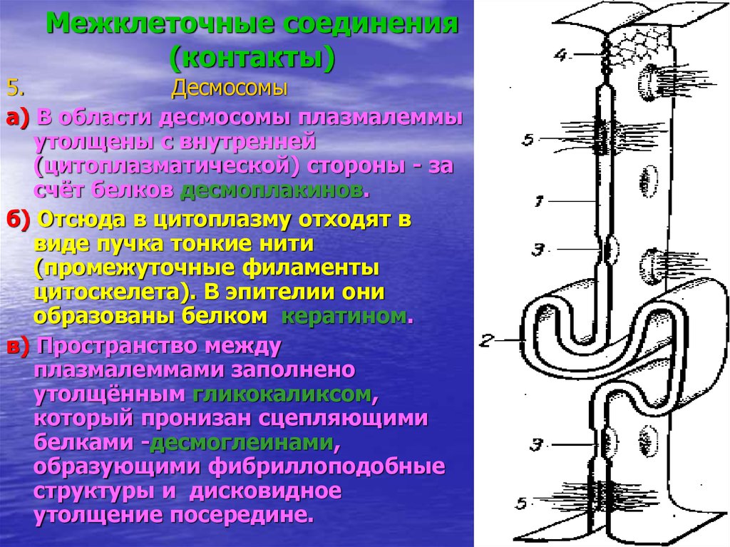 Виды межклеточных контактов. Межклеточные соединения интердигитации. Схема строения межклеточных соединений. Межклеточные контакты. Сложные межклеточные контакты.