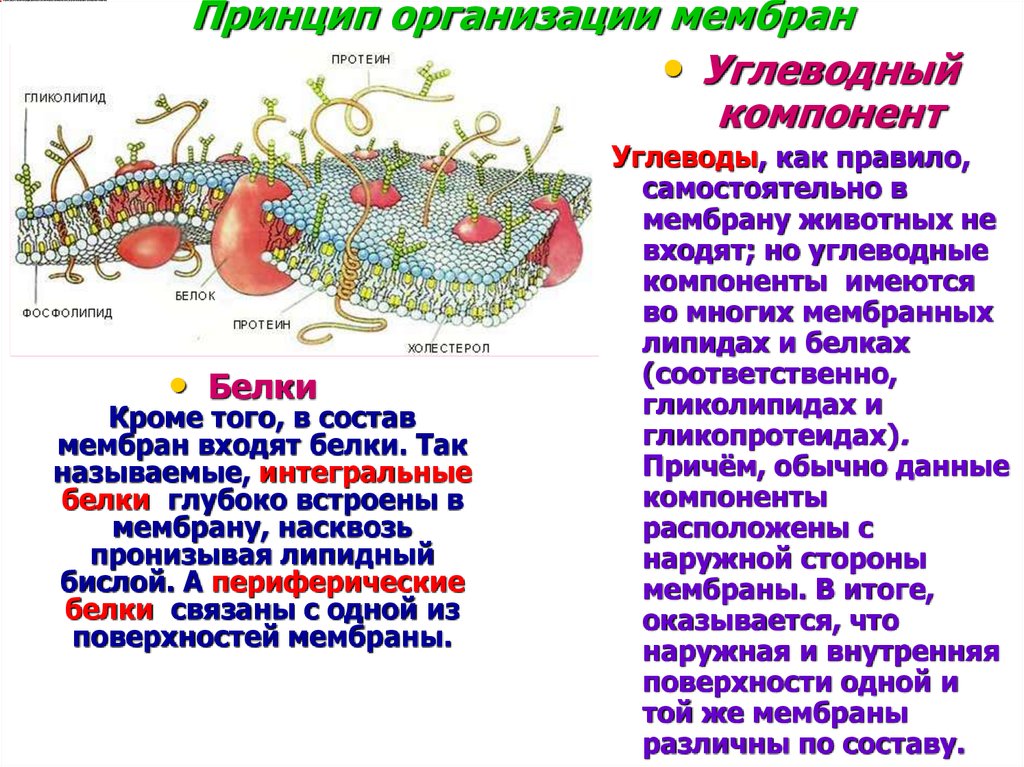 Клеточная мембрана 5 класс биология