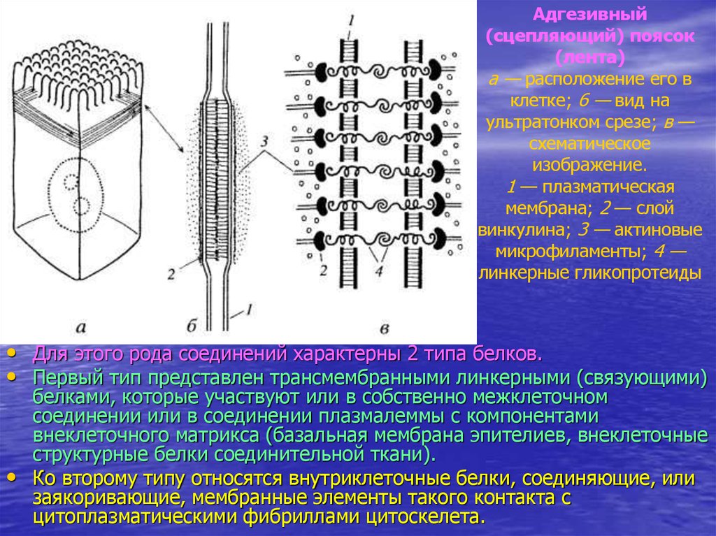 Схемы строения межклеточных контактов разных типов