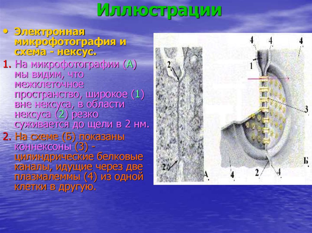 Клеточная поверхность. Структура клеточной поверхности. Коннексоны между клетками. Нексус биология.