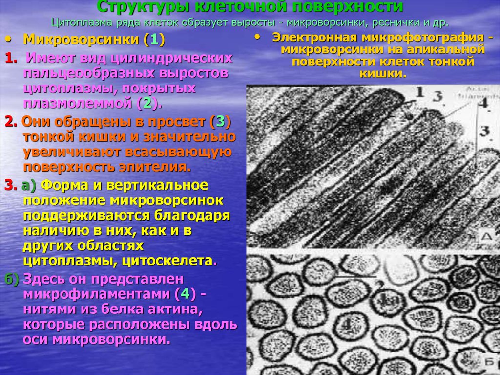 Изменения в промежуточных клетках. Микроворсинки клетки гистология. Микроворсинки строение и функции. Строение микроворсинки гистология. Органоиды клетки микроворсинки.