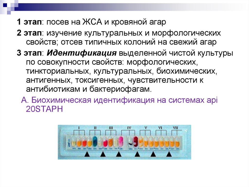 Посев это. Схема посева и идентификации стафилококков на ЖСА. Посев на ЖСА. Этапы биохимической идентификации. Посев на желточно солевой агар метод.