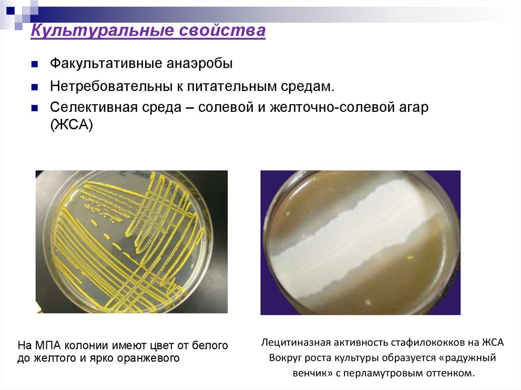 Культуральные свойства. Стафилококк на ЖСА Радужный венчик. C perfringens на ЖСА. Селективные питательные среды. Желточно-солевой агар Тип среды.