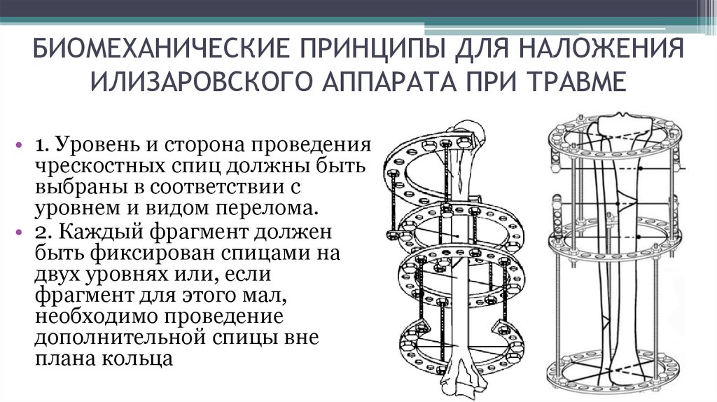 Биомеханические модели проект 7 класс биология