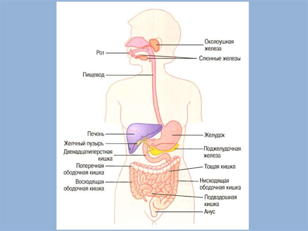 Система пищеварения человека. Типы желез желудка. Железы пищеварительной системы околоушная.