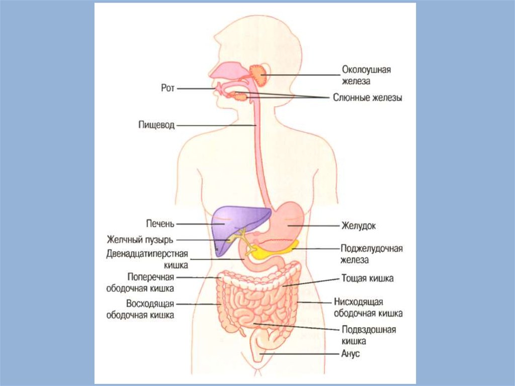 Железы пищеварения у человека. Система пищеварения человека. Типы желез желудка. Железы пищеварительной системы околоушная.