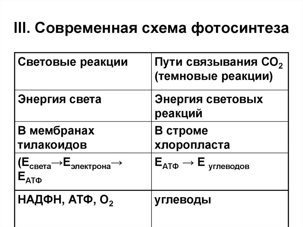 Таблица фотосинтез световая и темновая