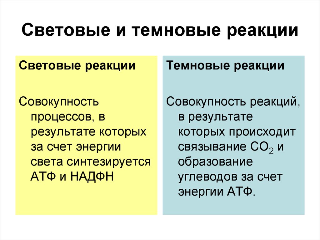 Темновая реакция