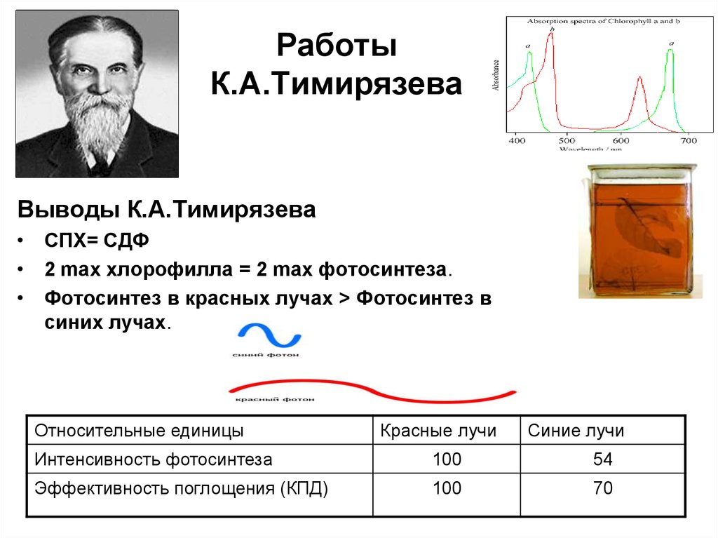 Впервые значение хлорофилла установил русский ученый