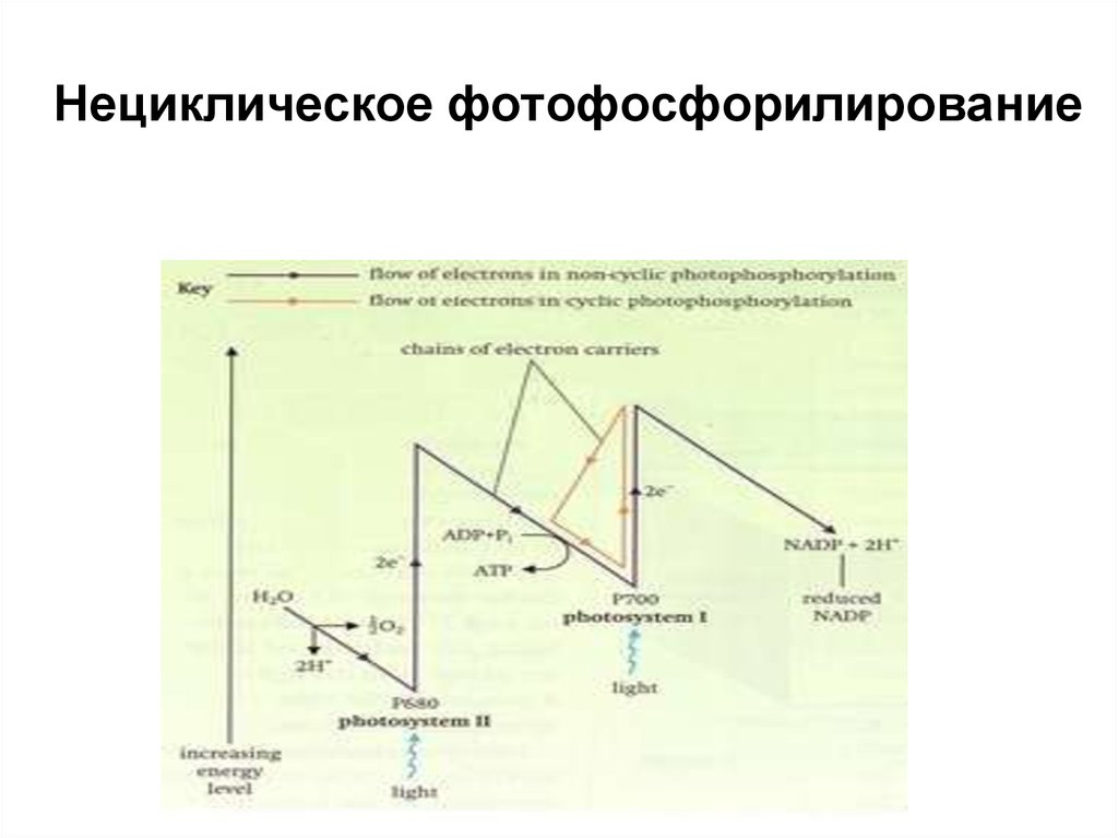 Нециклическое фотофосфорилирование z схема - 83 фото