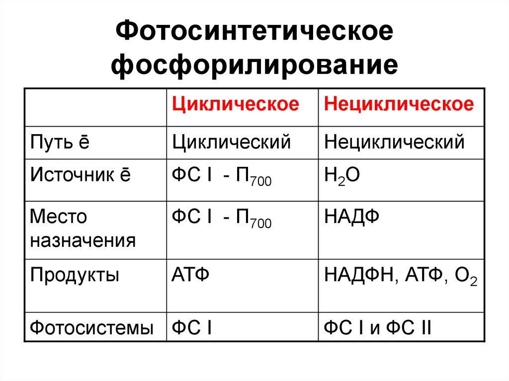 Схема нециклического фосфорилирования