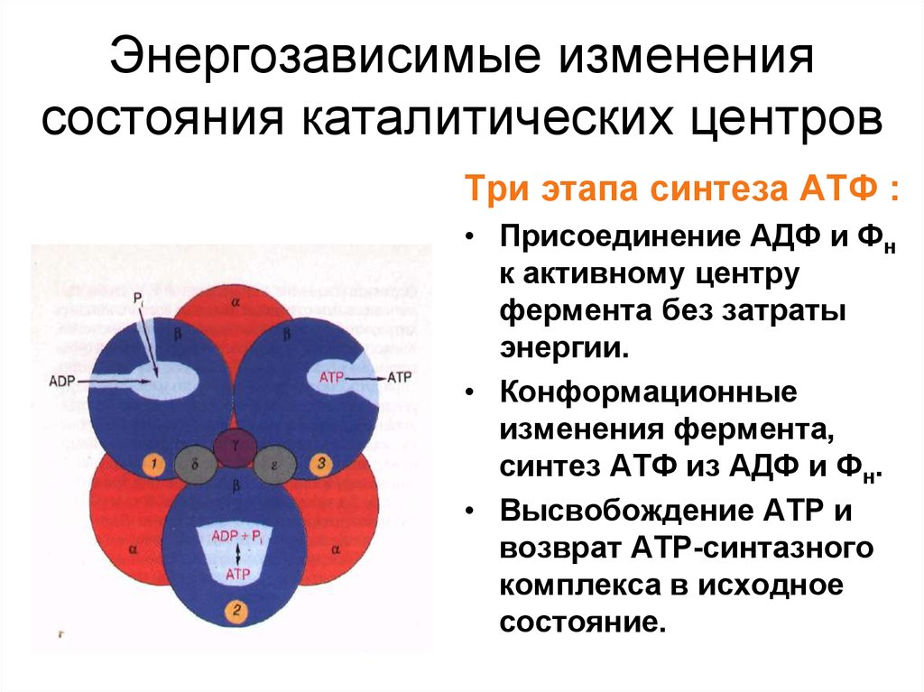 Фермент синтезирующий атф. Этапы синтеза АТФ. Синтез АТФ стадии. Подготовительный этап синтеза АТФ. Синтез АТФ из АДФ.