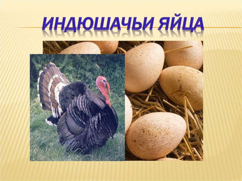 Индюшачьи яйца