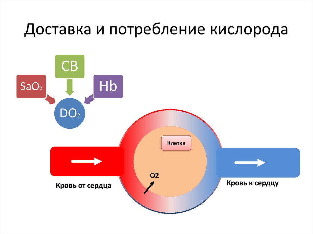 Скорость кислорода. Формула доставки кислорода. Потребление кислорода организмом. Потребление кислорода формула. Потребление кислорода органами человека.