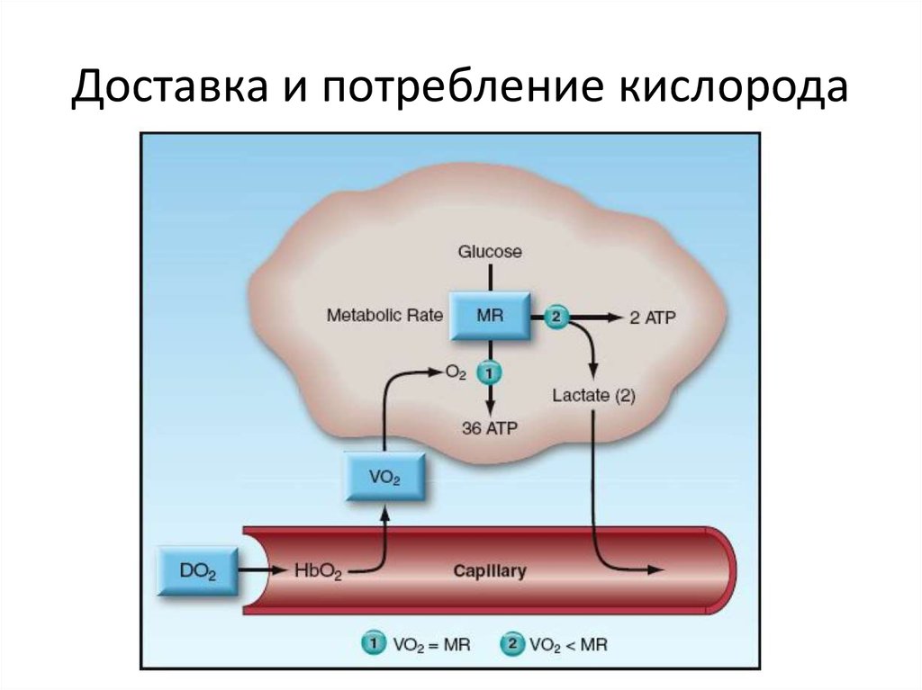 Зависит от кислорода. Доставка и потребление кислорода. Доставка кислорода к тканям и потребление ими кислорода. Потребление кислорода формула. Формула доставки кислорода.
