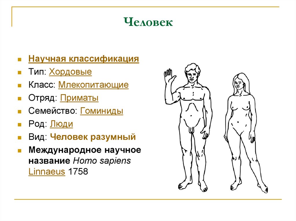 Млекопитающие хордовые человек разумный гоминиды приматы люди