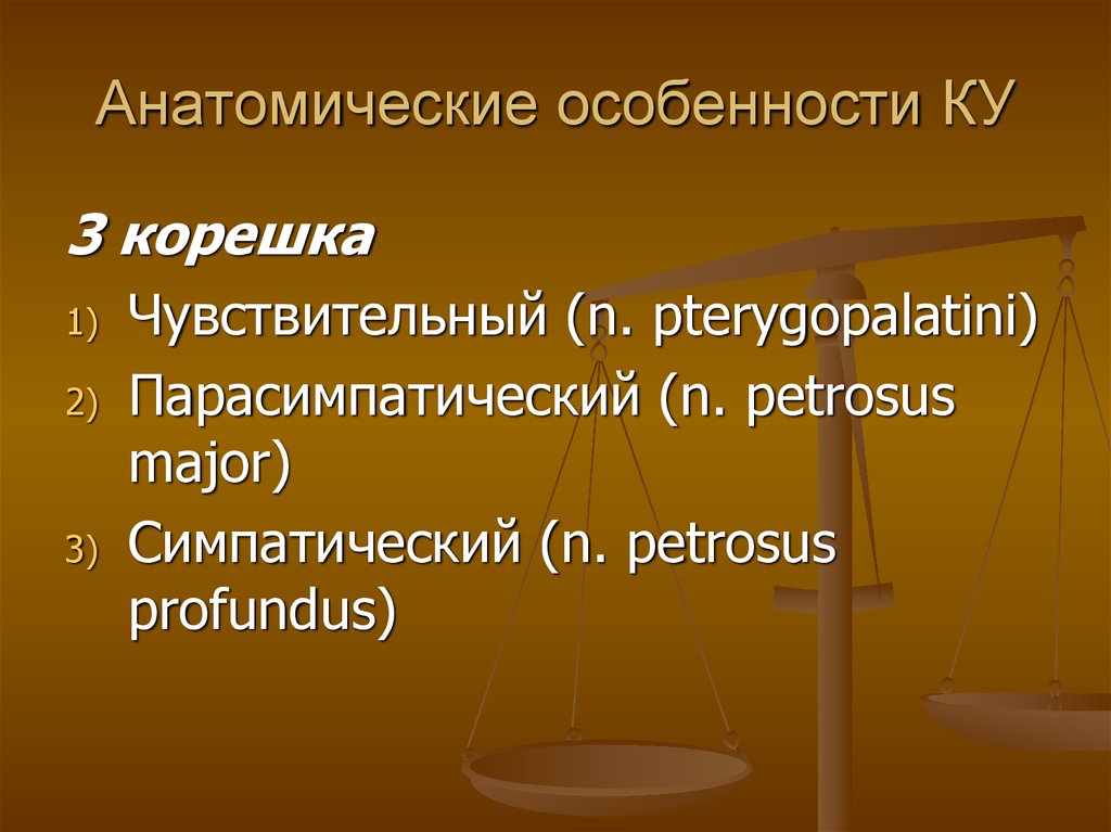 Анатомические особенности КУ