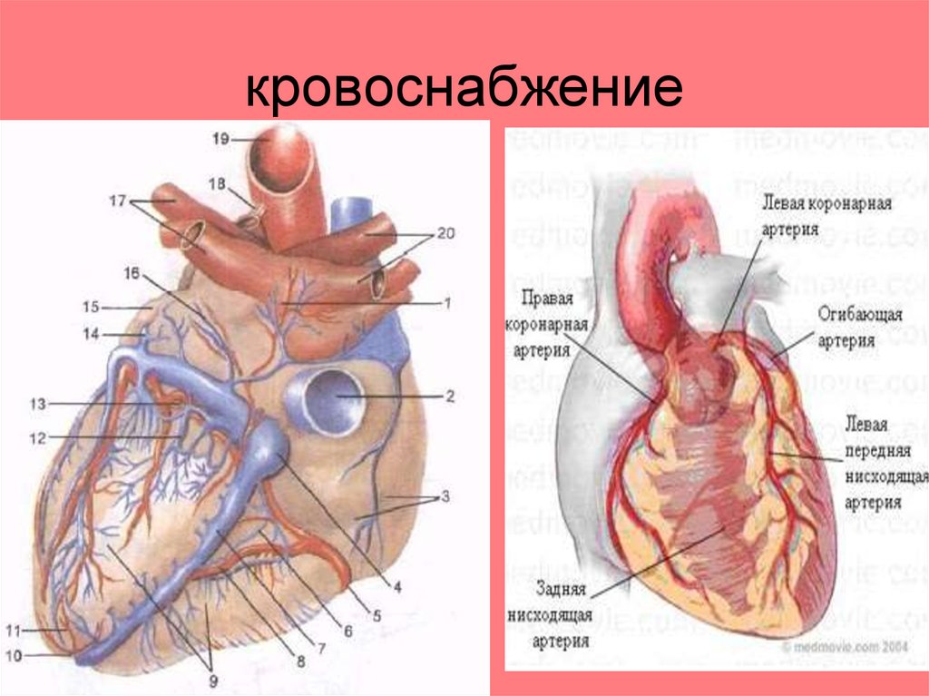 Правая сердечная артерия. Венечные артерии сердца анатомия. Коронарные артерии и венечные артерии. Кровоснабжение сердца коронарные артерии. Правая венечная артерия сердца анатомия.