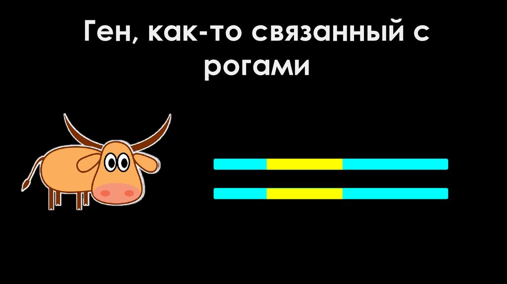 Ген, как-то связанный с рогами