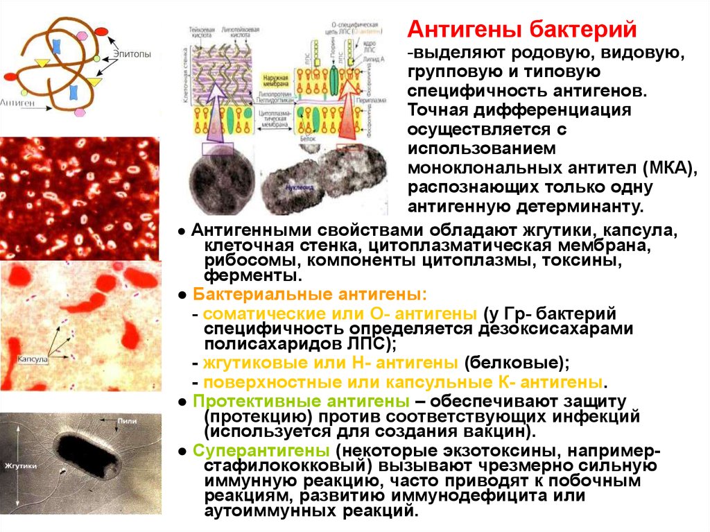Что выделяют бактерии. Антигены бактерий. Антигены бактерий иммунология. Классификация антигенов бактерий. Антигенная структура микроорганизмов.