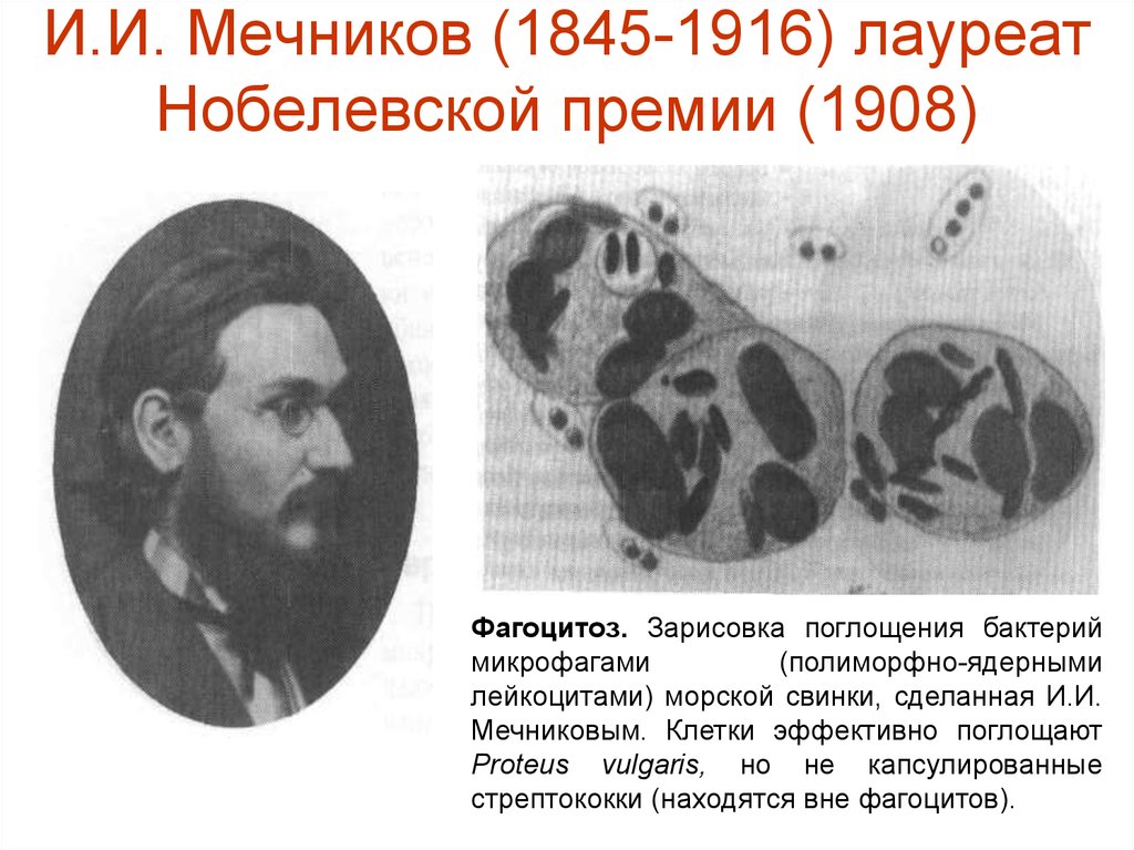 Кто открыл фагоцитоз. Мечников Нобелевская премия 1908 фагоцитоз. Фагоциты Мечников. Нобелевская премия Мечникова за фагоцитоз. Мечников фагоцитоз.