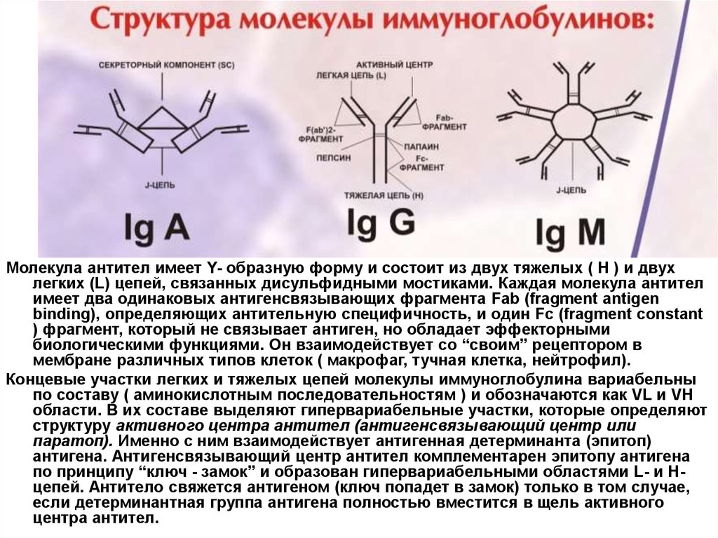 Группа иммуноглобулинов. Молекулярная структура иммуноглобулинов. Структура молекулы антитела. Строение иммуноглобулина. Молекула иммуноглобулина состоит из.