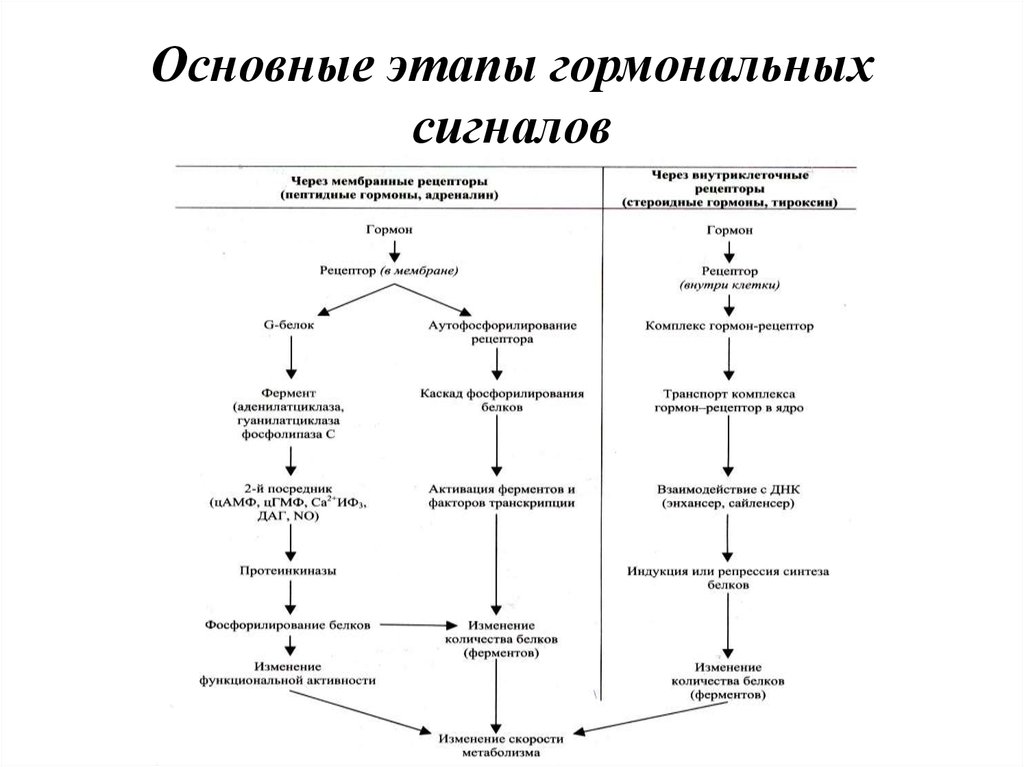 Виды гормонов схема