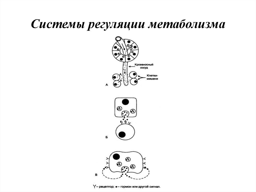 Регуляция обмена веществ роль гормонов