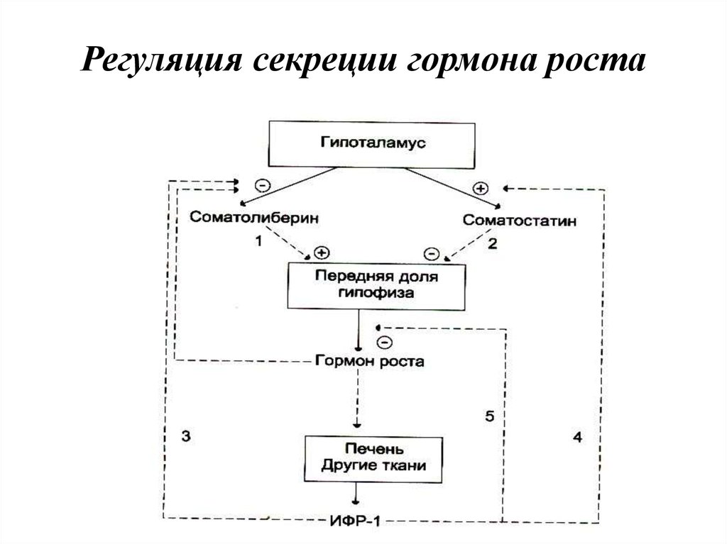 Схема гормон роста