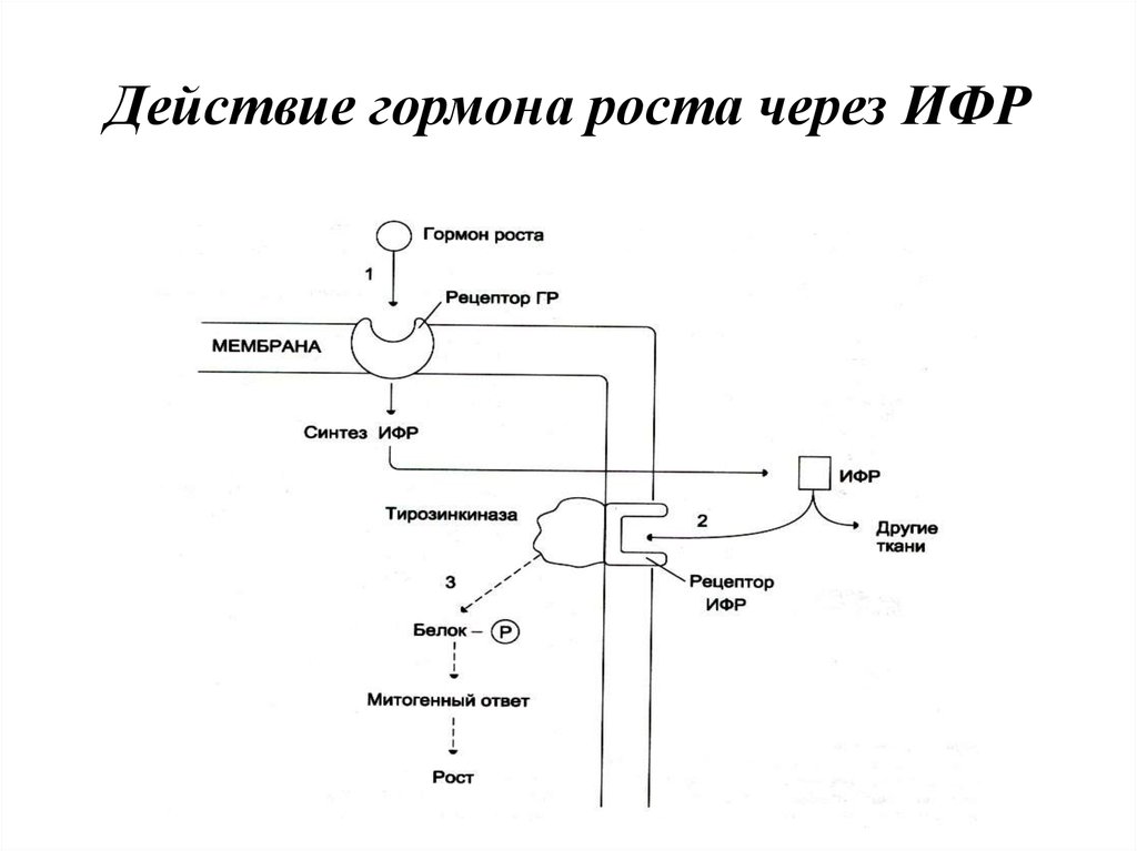 Анализ на гормон роста