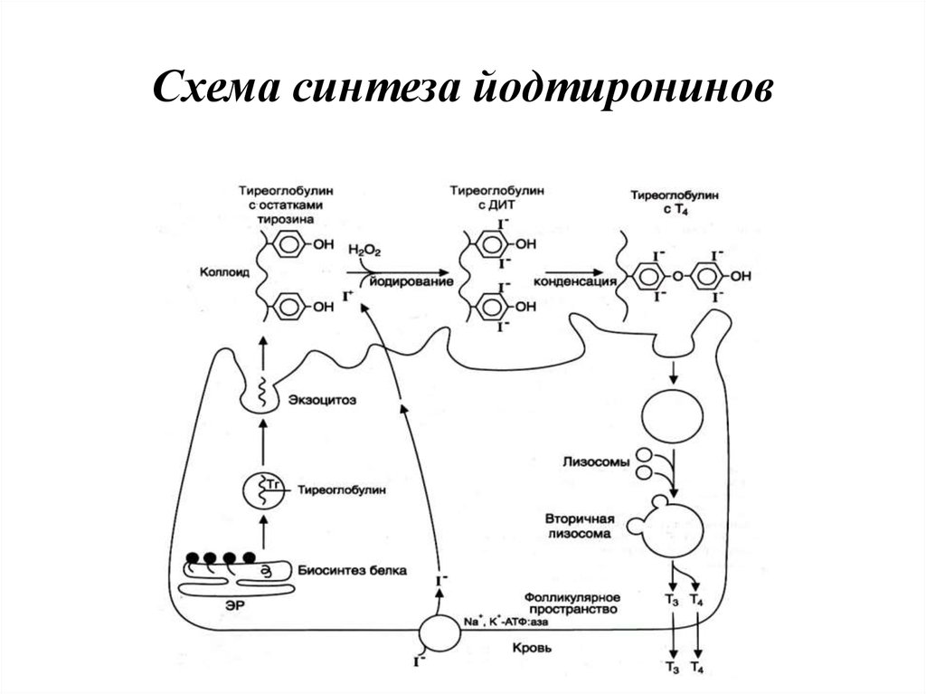 Пэт с тирозином. Схема синтеза йодтиронинов биохимия. Регуляция секреции йодтиронинов. Биосинтез йодтиронинов. Схема синтеза йодтиронинов.