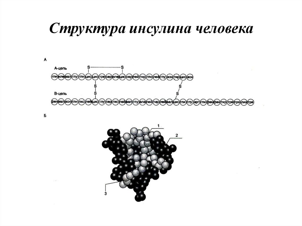 Состав инсулина. Инсулин строение. Химическое строение гормона инсулина. Инсулин строение химия. Инсулин хим структура.