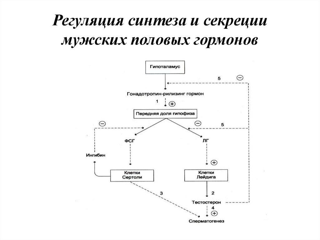 Женские половые гормоны секретируются. Мужские половые гормоны регуляция секреции. Схема регуляции секреции половых гормонов. Схема регуляции мужских половых гормонов. Регуляция секреции гормонов схема.